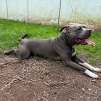 Norbert - junger Wilder, Hund zur Adoption