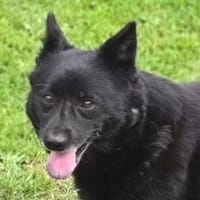 CHERRY wurde einfach ausgesetzt, Hündin zur Adoption
