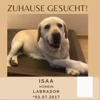 Isaa sucht ihr Zuhause fürs Leben, Hündin zur Adoption