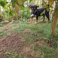 Babbel, Hündin zur Adoption