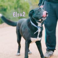Elsa2 wundervoller Traumhund 11 / 2021DE, Hündin zur Adoption