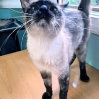 Zutrauliche Katze Megan, Katze zur Adoption