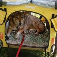 Lucia, Seniorin sucht Altersresidenz, Hündin zur Adoption