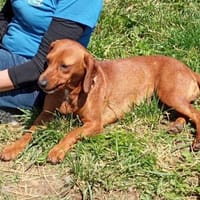 Sariba, Hündin zur Adoption