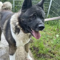 American Akita Amy, Hündin zur Adoption
