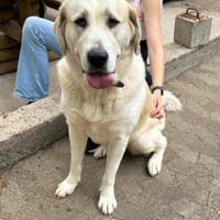 Nette Alabai Hündin, Hündin zur Adoption
