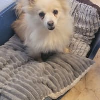 Vermittlungshilfe Amy, Hündin zur Adoption