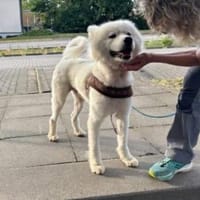 Samojedenrüde Melvin, Hund zur Adoption