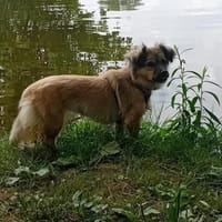 Maggy, Hündin zur Adoption