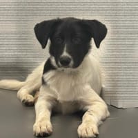 Vermittlungshilfe Sara, Hündin zur Adoption