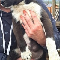 Welpe SMOKY - in 50969 Köln, Hund zur Adoption
