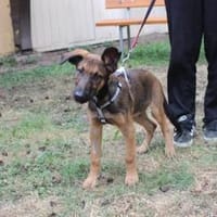 3 sportl. Welpen su. Zuhause, Hund zur Adoption