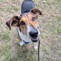 Toby - unkomplizierter Rüde, Hund zur Adoption