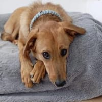 Leo 60 cm (Pflegestelle), Hund zur Adoption