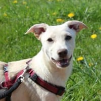 Sabrina auf Pflegestelle in Bayern, Hündin zur Adoption