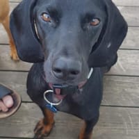 Guillermo, Hund zur Adoption