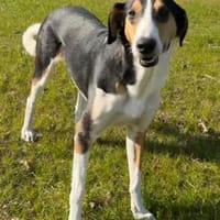 Bobi 💗 wartet in 99718 Greussen, Hund zur Adoption