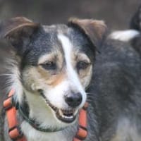 Marita ist eine niedliche Hündin, Hündin zur Adoption