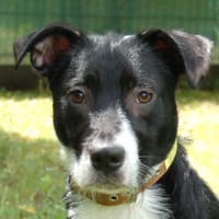 RÜBE - lieber&verspielter Hundebub, Hund zur Adoption