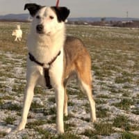 lieber, kastrierter Filipe, 54 cm sucht, Hund zur Adoption