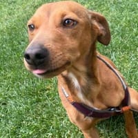Lady - wird Sie verzaubern, Hündin zur Adoption