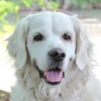 WHITE AMY - lieb&entspannt, Hündin zur Adoption
