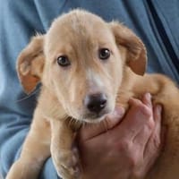 Liebe Familie für Pierpi gesucht, Hund zur Adoption
