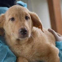 Sind Sie die Familie für Pallino?, Hund zur Adoption