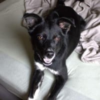 Prinz sucht sein Zauberschloss, Hund zur Adoption