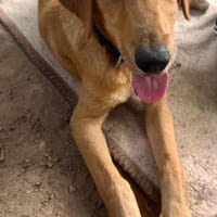 Der goldige Stan sucht sein Zuhause, Hund zur Adoption