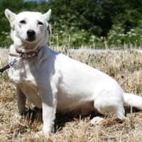 Masha ist eine ganz sanfte Seele!, Hündin zur Adoption