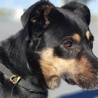 Yaki, Hund zur Adoption