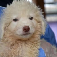 Übernehmen Sie Verantwortung für Darko?, Hund zur Adoption