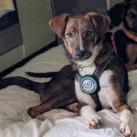 Delvin sucht sein Für-Immer-Zuhause, Hund zur Adoption