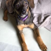 Macy unsere Schönheit.., Hündin zur Adoption