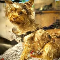 Schokonase Willow 77776 Bad Rippoldsau, Hündin zur Adoption