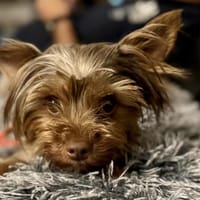 Schokonase Willow 77776 Bad Rippoldsau, Hündin zur Adoption