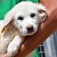 Familie für Naomi gesucht, Hündin zur Adoption