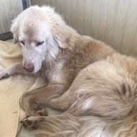 Geben Sie Senior Rocky eine Chance?, Hund zur Adoption