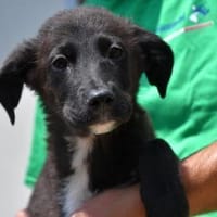 Geben Sie Pralina eine Chance?, Hündin zur Adoption