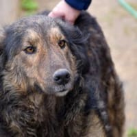 Zauberhafte Mona sucht Ihr Zuhause, Hündin zur Adoption