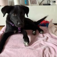 Molie sucht ihr Für-Immer-Zuhause!, Hündin zur Adoption