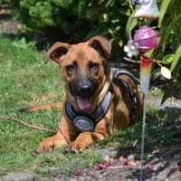 Wer schenk Meda ein zu Hause..., Hündin zur Adoption