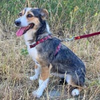 Marita ist ein kleiner Herzensbrecher, Hündin zur Adoption
