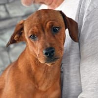 Zuhause für Graziano gesucht, Hund zur Adoption
