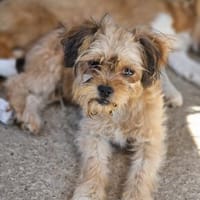 Welpenfreunde aufgepasst 🥹  ALBAN, Hund zur Adoption
