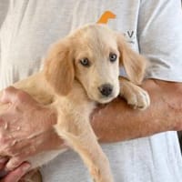 Passendes Zuhause für Punto gesucht, Hund zur Adoption