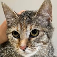 Miley - kleines Mädchen, großes Herz, Katze zur Adoption