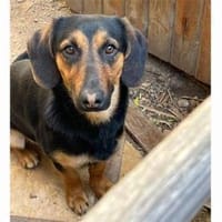 Aktive Menschen für Pepe gesucht, Hund zur Adoption