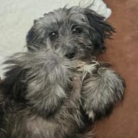 Kleiner Peanut sucht ihre Familie, Hund zur Adoption